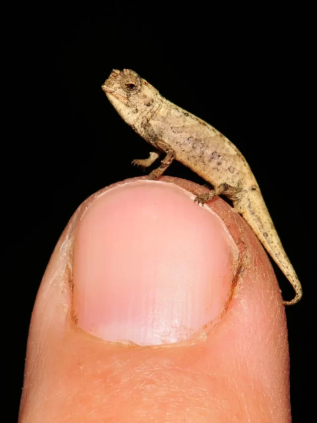 9 Smallest Reptiles in the World